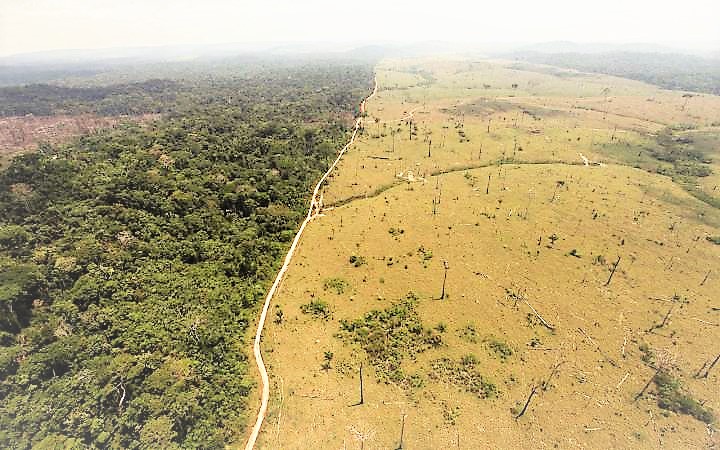 Deforestation de la foret amazonienne