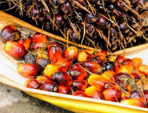 Red palm oil and vitamin E