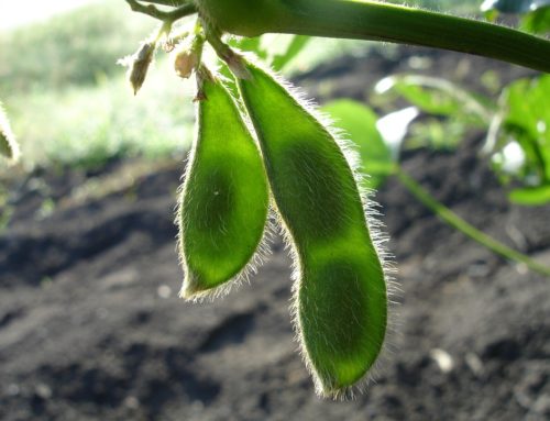 Soja of soya is geen mirakel voedsel. Veggie of niet