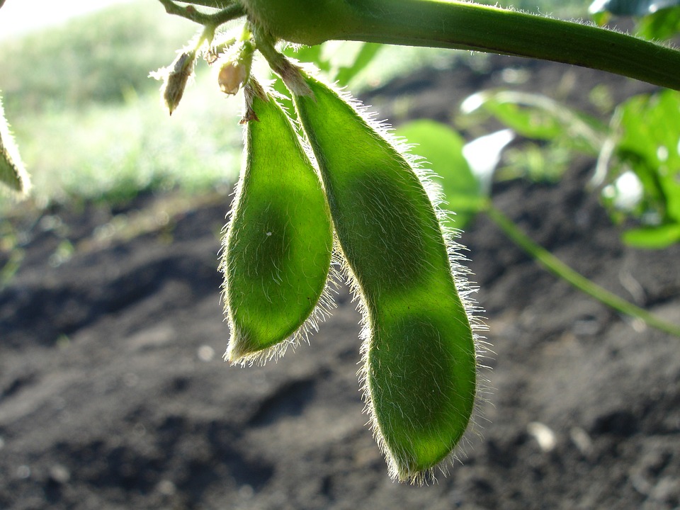 Read all about soybeans at Freedom Of Health