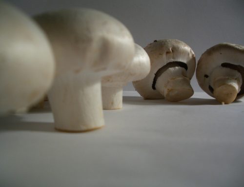 Champignon Agaricus riche en vitamine D