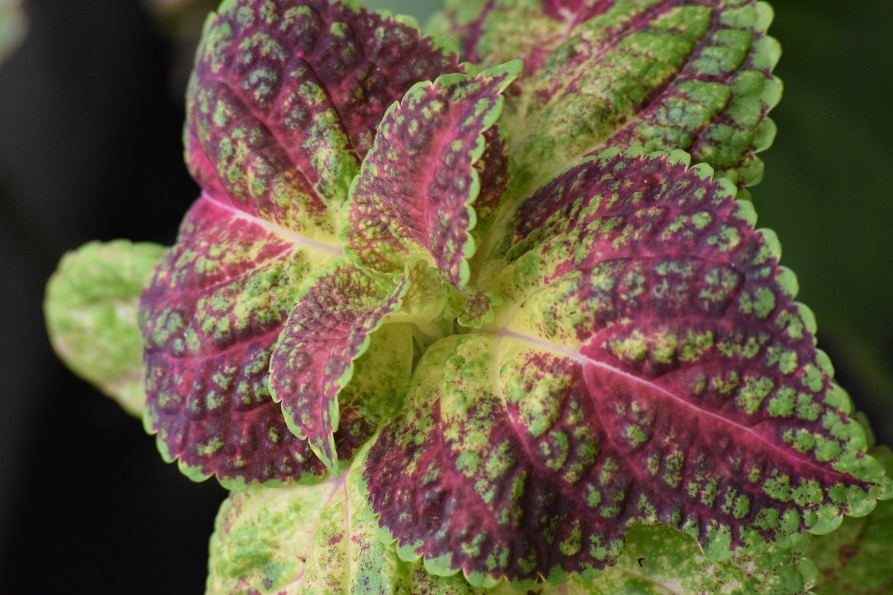 feuilles de perilla / Shiso