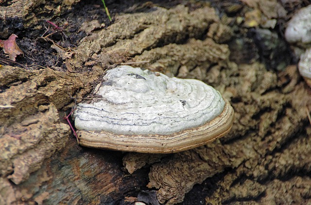 chaga (berkenweerschijnzwam) adaptogeen