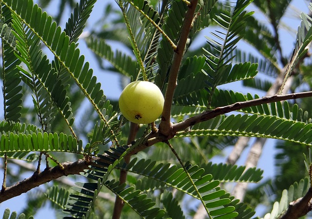 Amla (Indian gooseberry) an adaptogen that protects us
