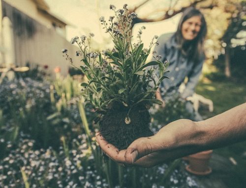 Are stress, depression, anxiety, fatigue and burnout affecting you. Do you have fibromyalgia? Then your body is out of balance, and adaptogens can offer the cure.