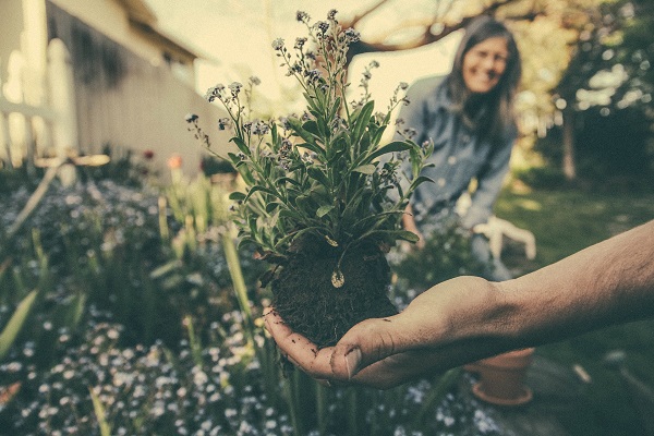 Adaptogènes / Plantes médicinales du mélange d'herbes Botanico d'Amanprana