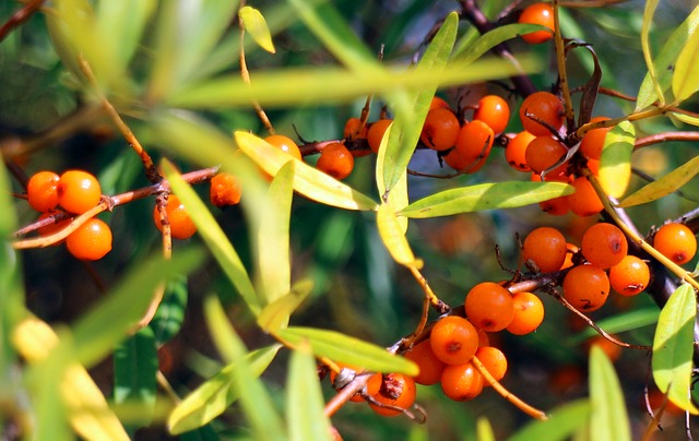 duindoorn* (Hippophae Rhamnoides), : Als adaptogeen stimuleert duindoorn