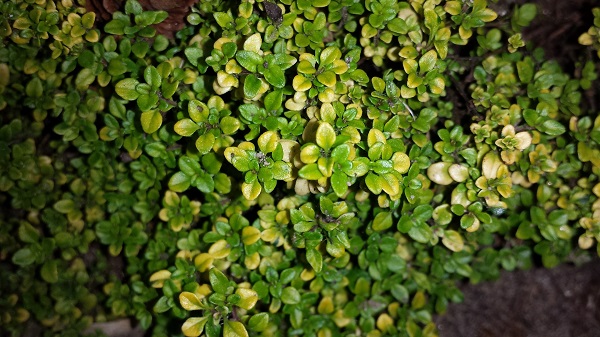 adaptogenen zijn geneeskrachtige kruiden en planten die voorkomen in de Botanivo mixen van Amanprana