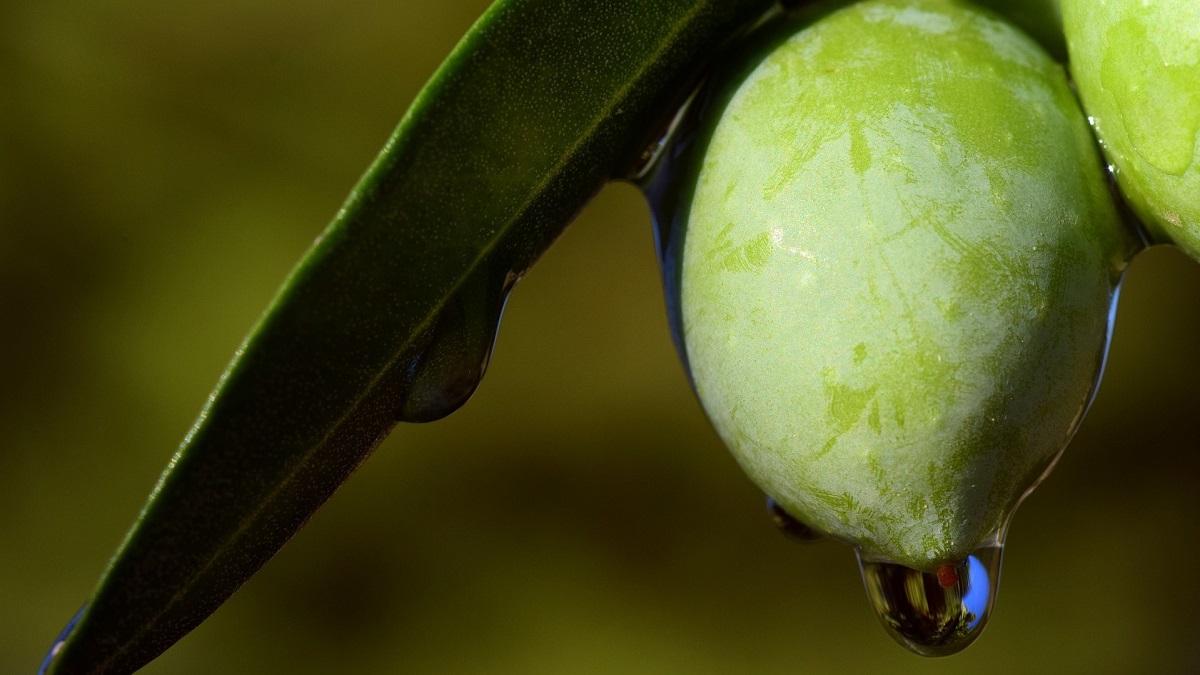 Grüne Olive mit dem Wassertropfen, der im Baum hängt