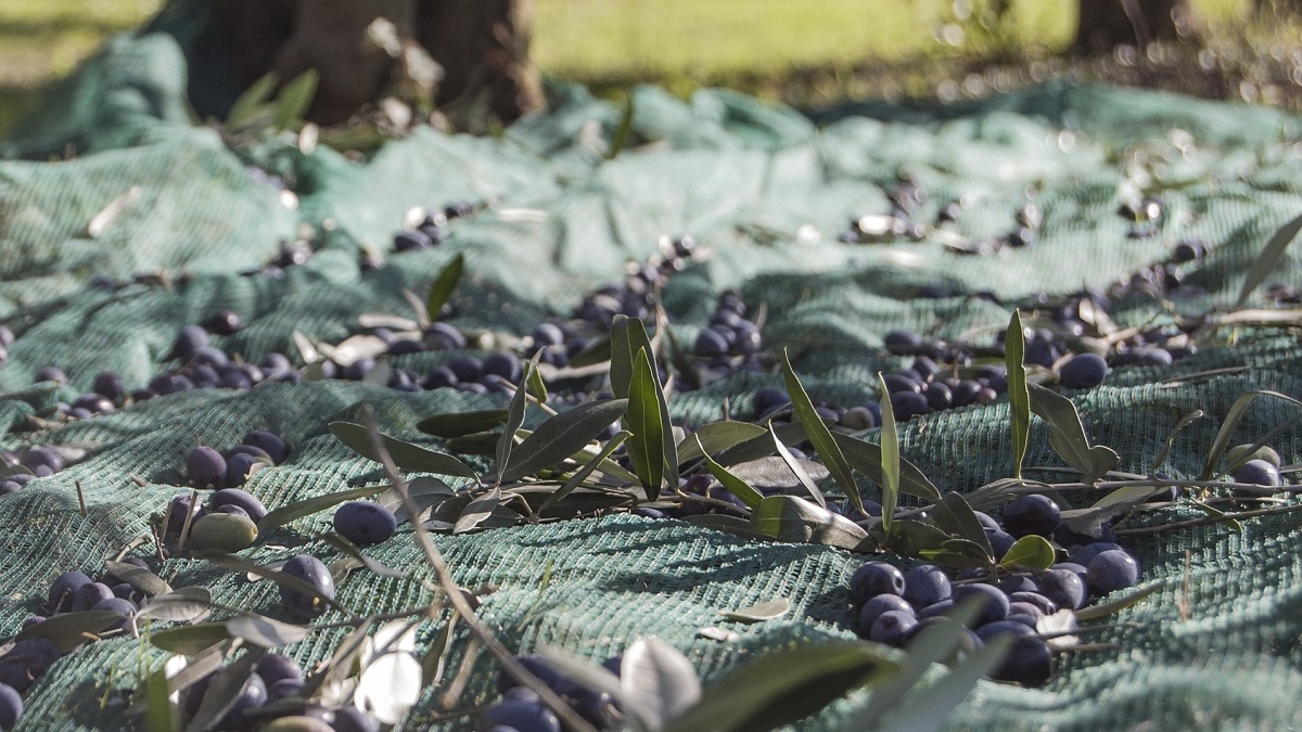 Olijven vallen zelf van de boom als ze goed zijn en worden opgevangen door netten