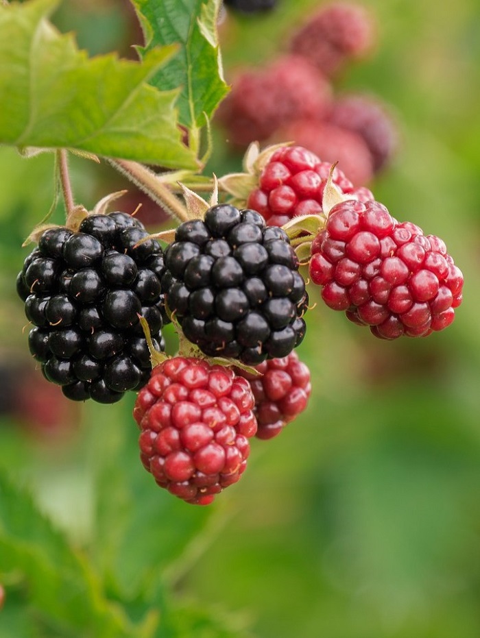 Unripe blackberries. Blackberries that are not ripe are full of lectins.