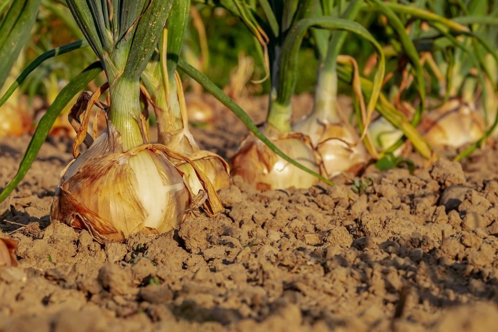 La terre. Notre santé dépend des minéraux (encore) présents dans la terre. La terre est à la base des légumes, des plantes, des herbes, des fruits, des légumineux et (éventuellement) des animaux que nous mangeons.