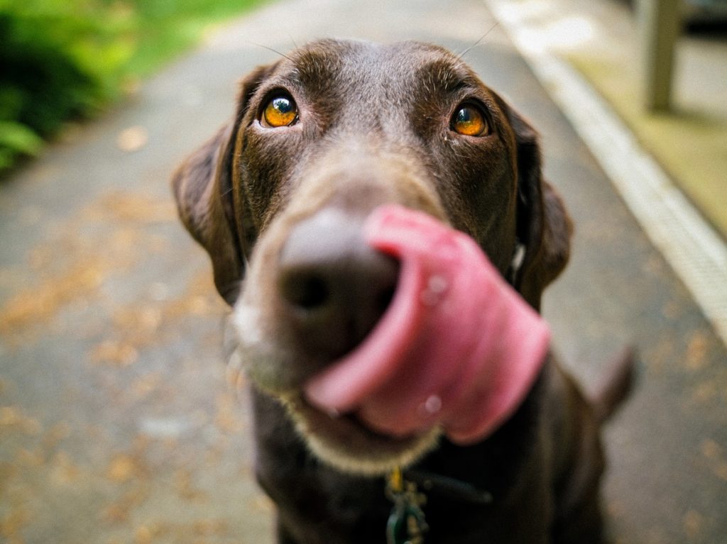 Hond zonder allergie door gebruik van bamboezout. Bamboezout als natuurlijk medicijn.