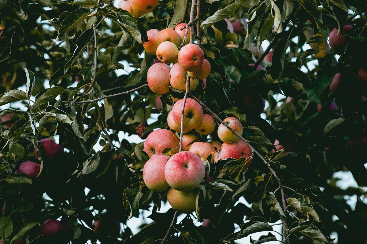 Schwefel zum Schutz der Bio-Äpfel.