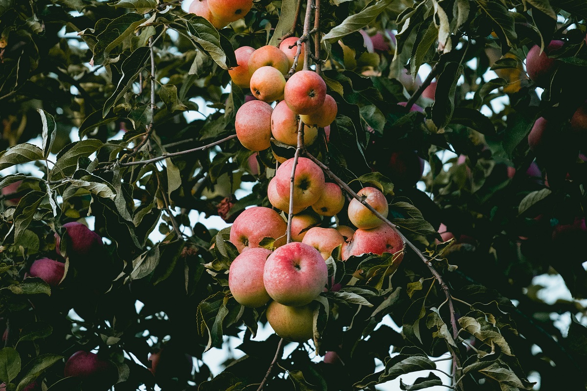 Zwavel om de biologische appels te beschermen.