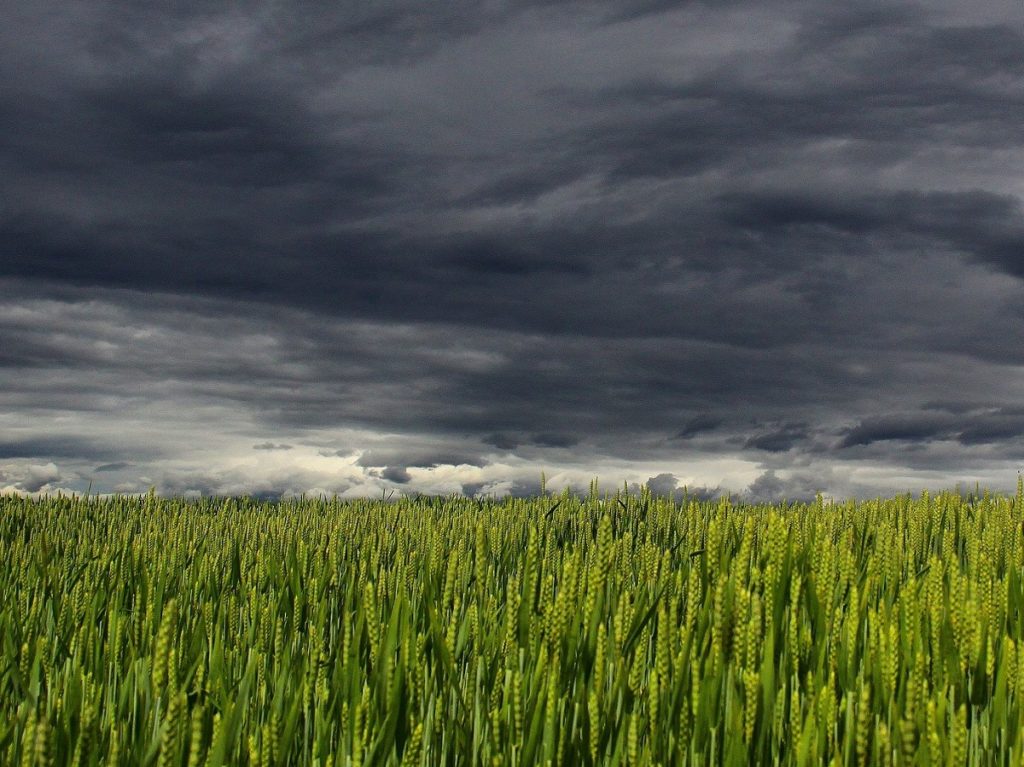 champ de maïs avec de gros nuages noirs