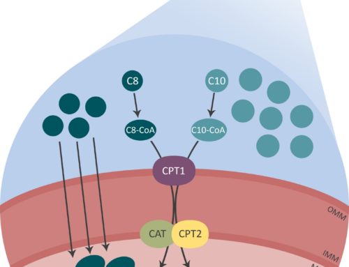 C-8 et C-10 : un duo en or des TCM