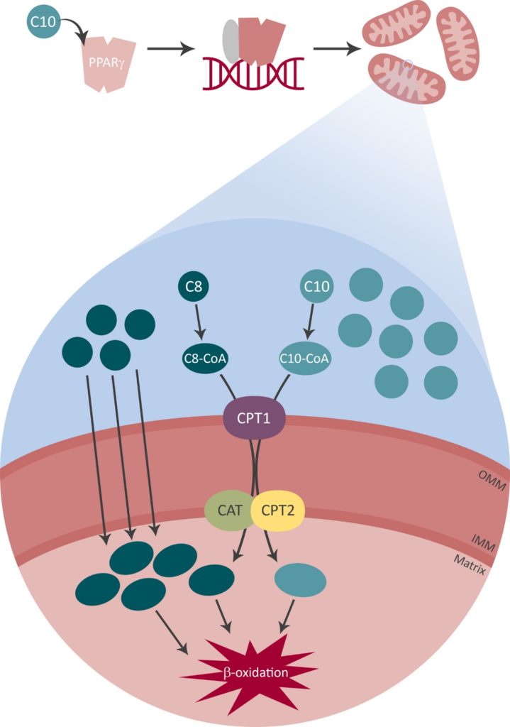 image of a limited effect on C10 β-oxidation that can build up.