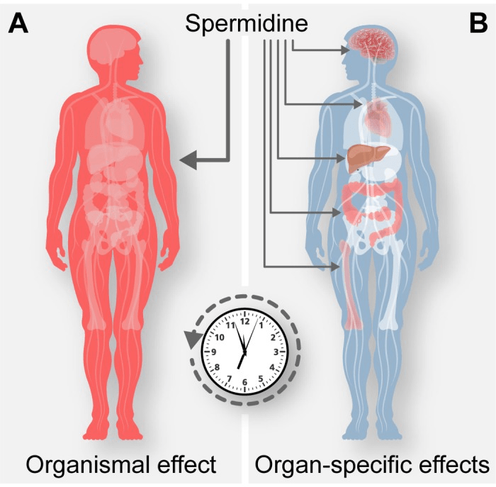 What is spermidine?