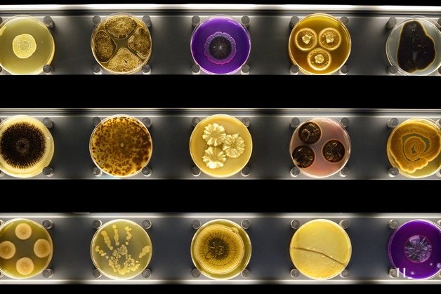 des microbes à Artis-micropia