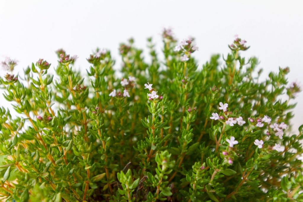 The many names of white thyme