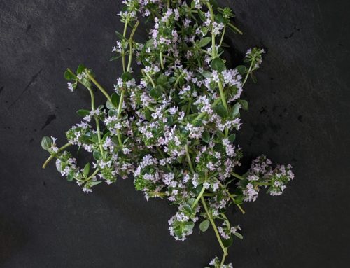 White thyme, Portuguese thyme, Spanish thyme, sal verde: they are all the same plant. Medicinal value