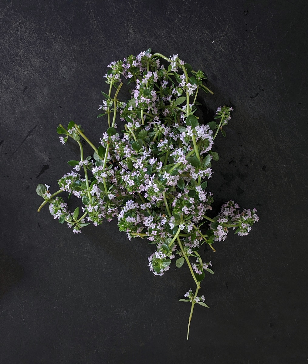 Medicinal value of white thyme