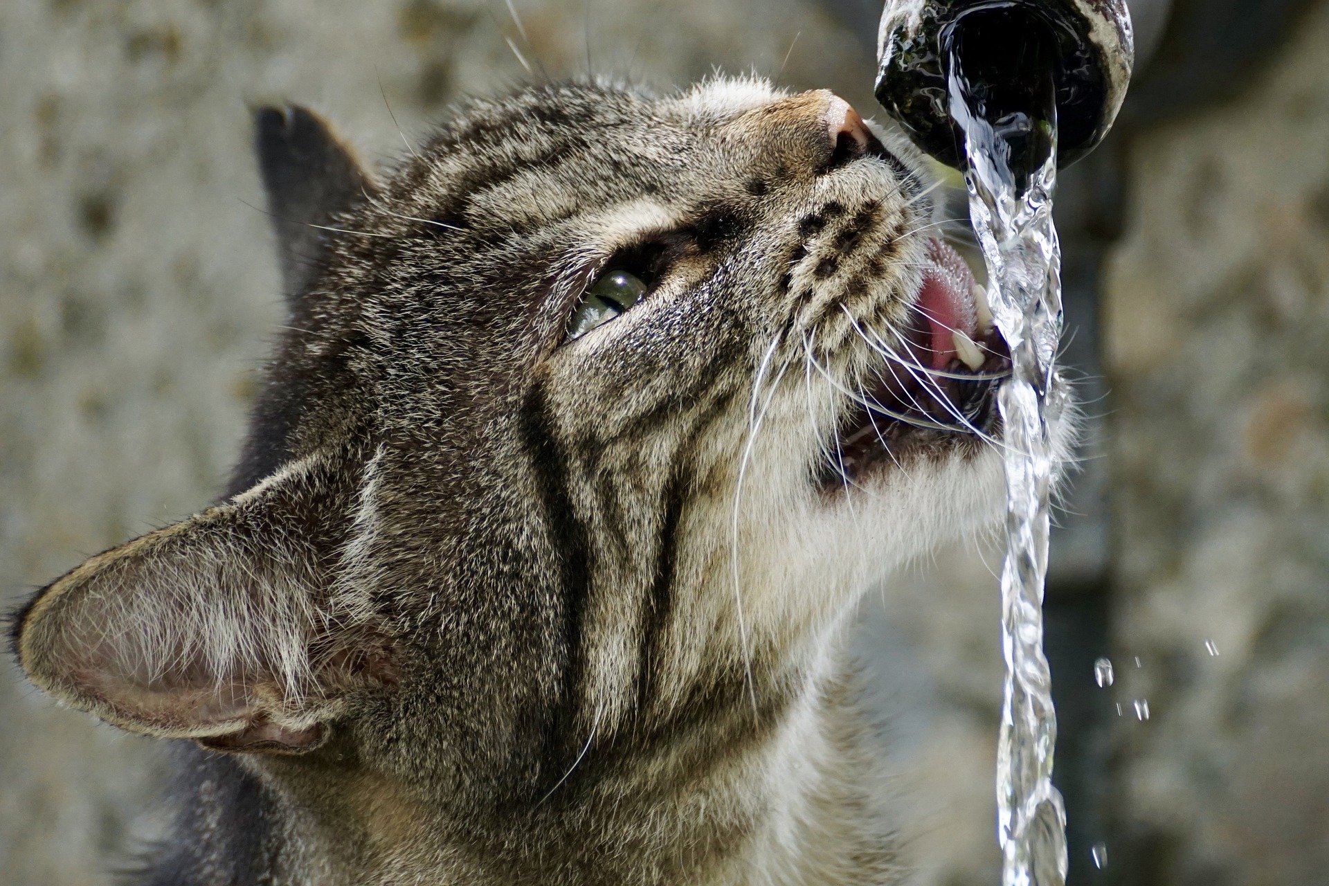 cat drinks water from a source very healthy