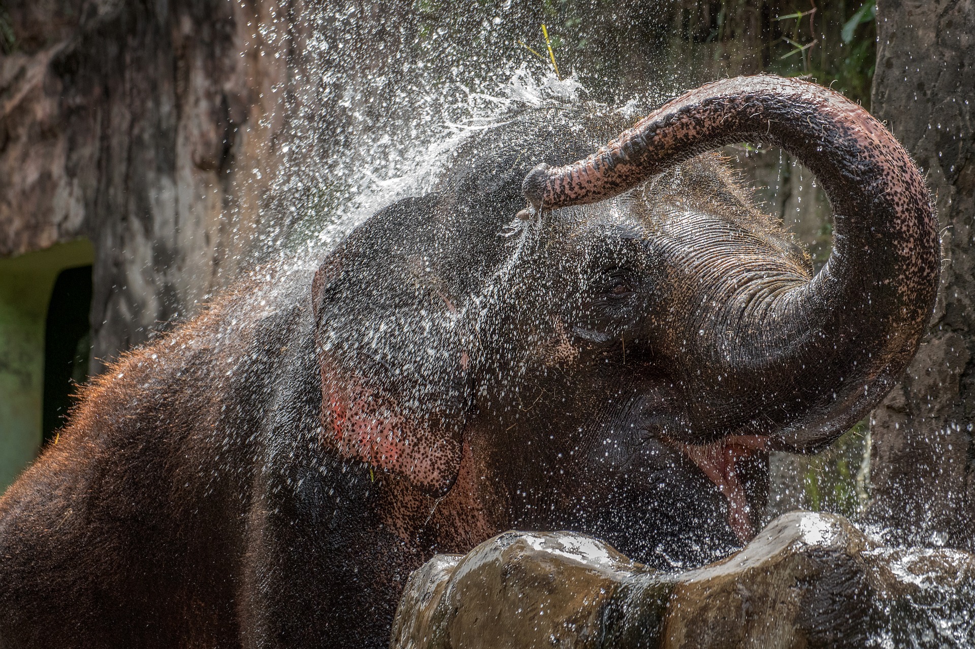 olifant giet water over zijn lichaam