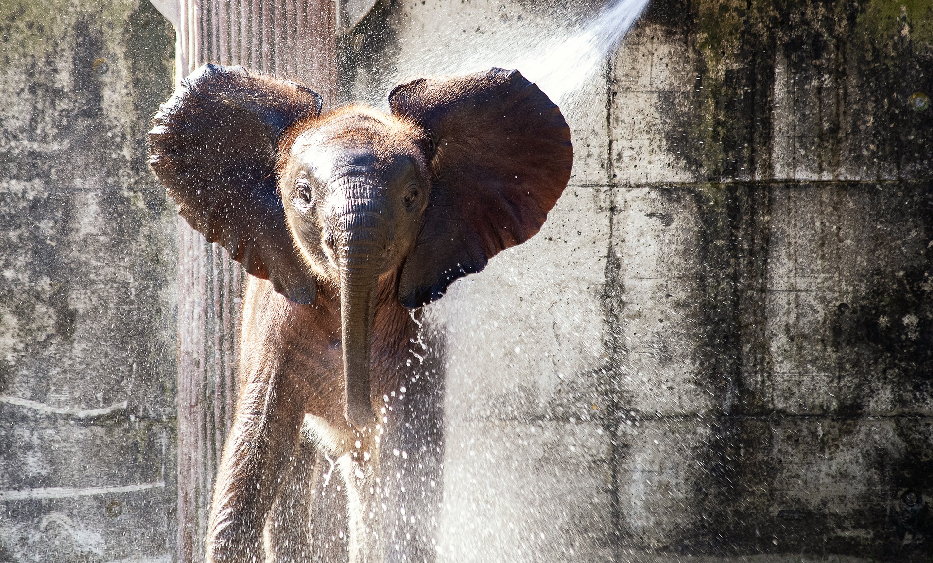 elephant takes a shower under running water