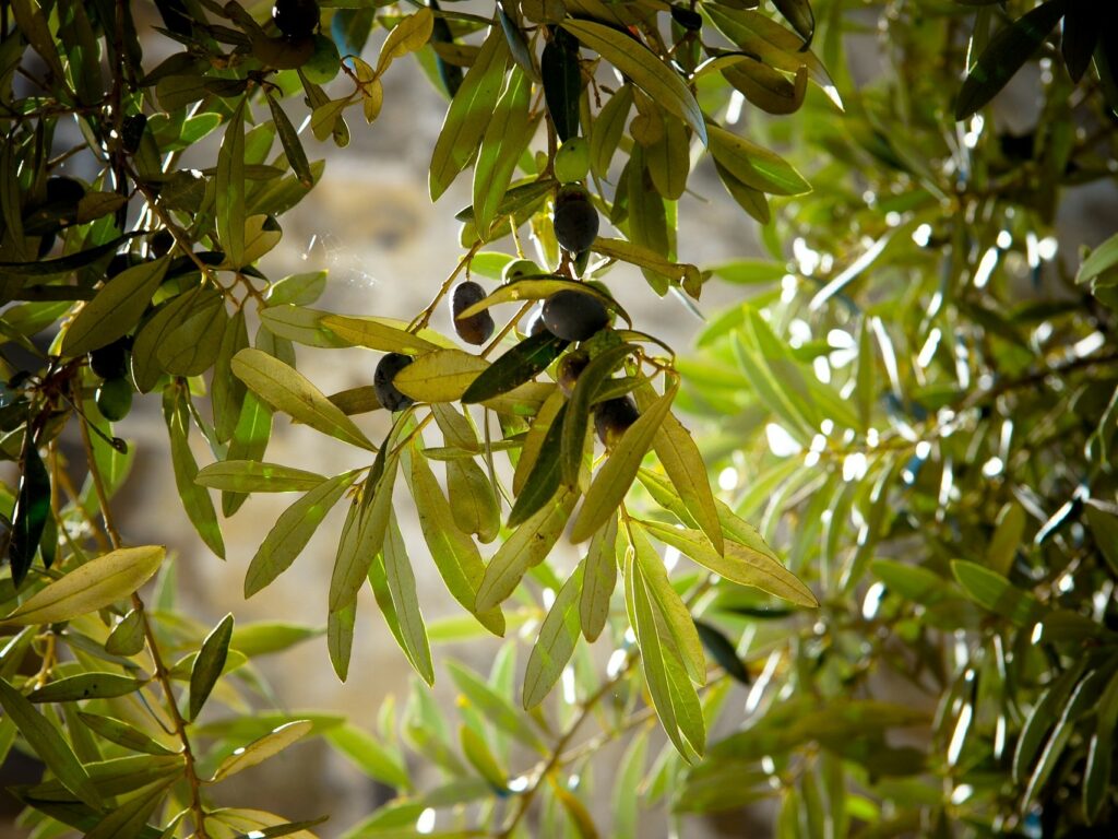 Olive leaf 2000 to 10800 mg polyphenols per 100 grams