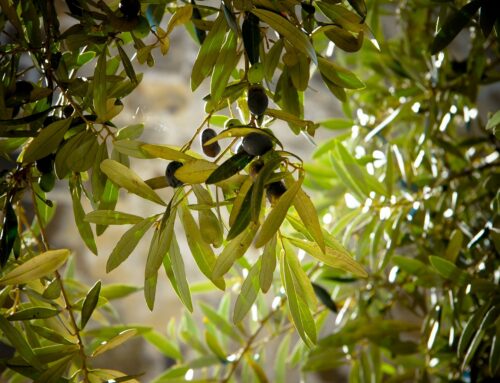 The scientifically proven benefits of olive leaf extract