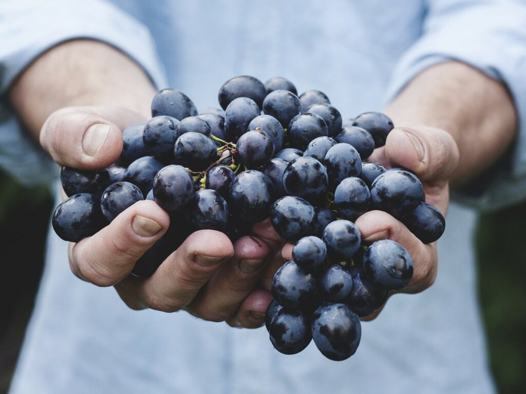 schwarze Trauben enthalten viele Polyphenole