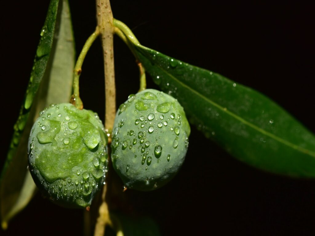 olives vertes sur une branche