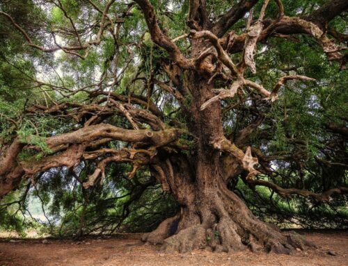 The leaves of the olive tree appear to contain more polyphenol than olives