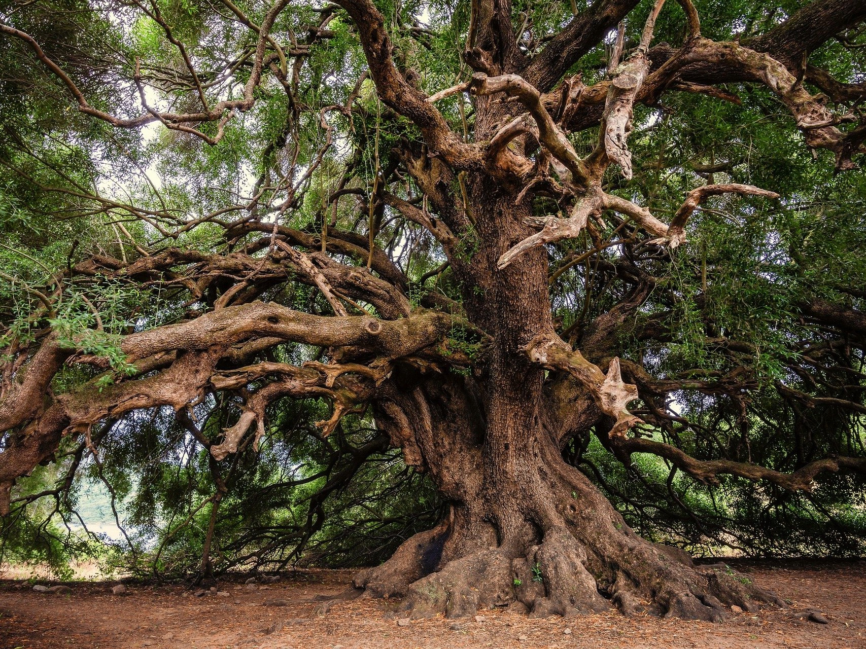 The leaves of the olive tree appear to contain more polyphenol than olives