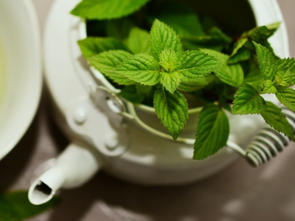 menthe poivrée avec une forte dose de polyphénols